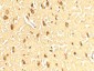 SAMHD1 Antibody